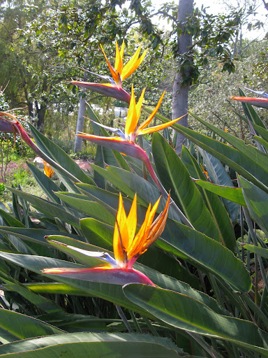 My new favorite flower, Birds of Paradise. I fell in love with them in South Africa.