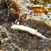Thorunna furtive - Photo (c) 104623964081378888743, some rights reserved (CC BY-NC-SA)