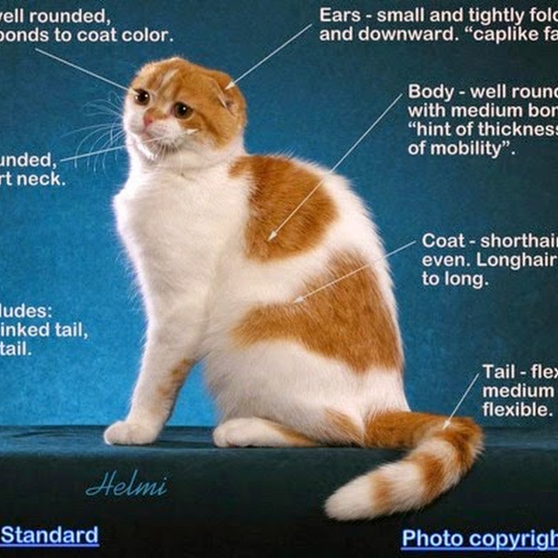 Essay on the Scottish Fold (for students)