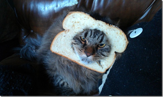 breaded-cats-13
