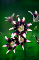 Flower 3.jpg Flower 3.jpg
