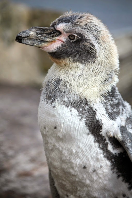 [IMG_2498-001%2520-%2520Copy%255B4%255D.jpg]