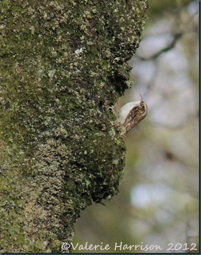 4-treecreeper