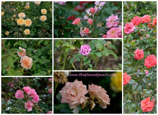 roses at Hamilton Garden.jpg Roses at Hamilton Garden