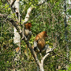 Langnasen-Affen (Nasalis larvatus) sitzen in den Bäumen am Flussufer