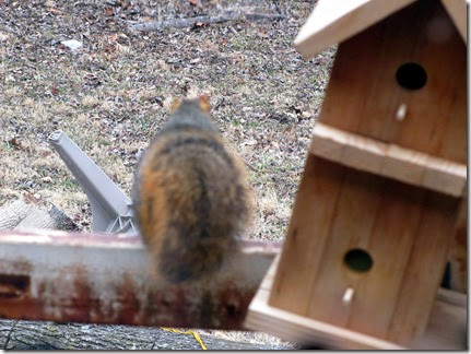 squirrelthe end03-19-14a squirrelthe end03-19-14a