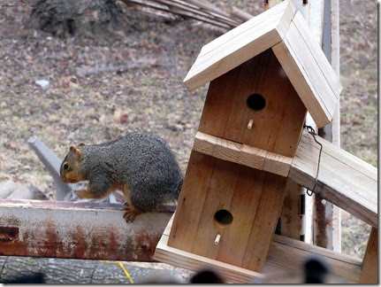 squirrel03-19-14a squirrel03-19-14a