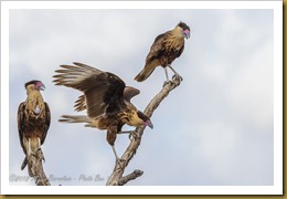 Crested Caracara (Caracara cheriway)