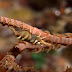 Barred wire coral shrimp - Photo (c) DavidR.808, some rights reserved (CC BY-NC-SA)