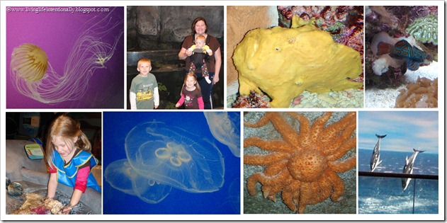 Field Trip - Aquarium Field Trip - Aquarium