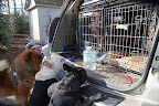 Look, Sharkey!  GK gets to ride with other dogs!  See, you have no reason to worry about him!  It looks like fun!