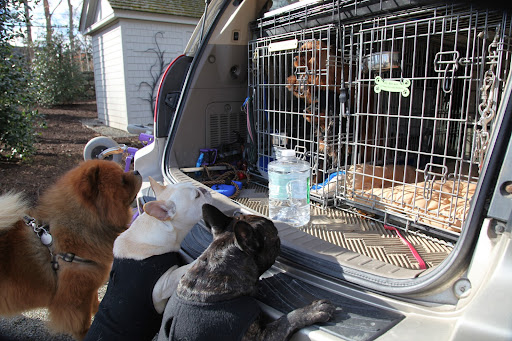 Look, Sharkey!  GK gets to ride with other dogs!  See, you have no reason to worry about him!  It looks like fun!