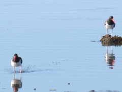 cape cod 8.2013 oyster catchers at beach3