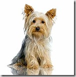 yorkshire_terrier_body yorkshire_terrier_body