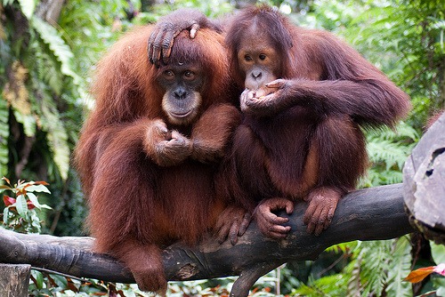 [orang-utan%255B6%255D.jpg]