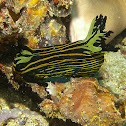 Roboastra luteolineata