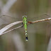 P1050619