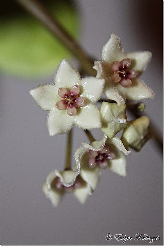 hoya graveolens