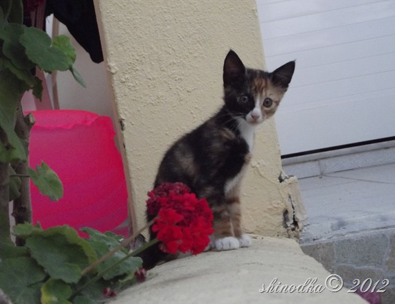 DSCF4163 DSCF4163
