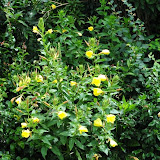 bloemen 2 004.jpg