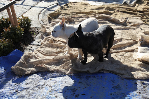 Sharkey, there's also a big blue tarp.  I suppose it has something to do with the delivery of new boxwood shrubs.  I guess the workmen are covering the walks to keep them clean.  That's smart, especially since Martha's home.