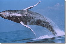 Breaching Humpback Whale