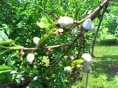 fruit tree in bloom1