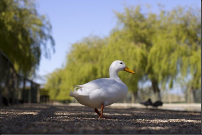 Duck at Seaview 060513 low res