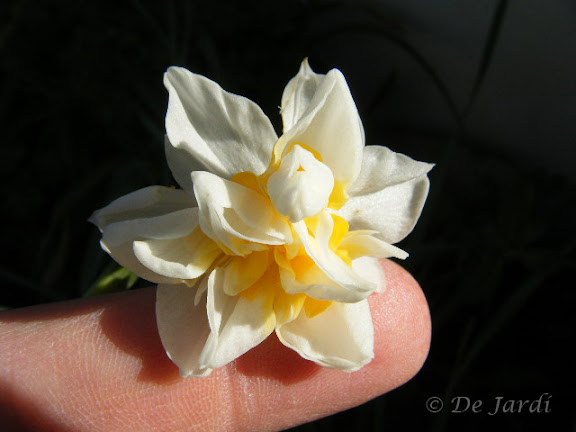 2012_12090011.jpg