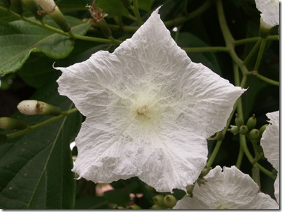 Cordia superba