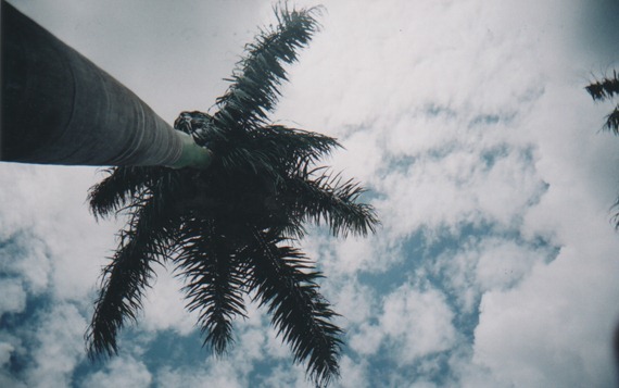 PalmTrees PalmTrees