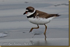 Semi-palmated Plover-D7K_0849 July 24, 2011NIKON D7000