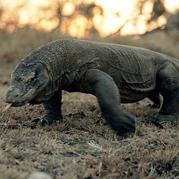 3- Dragões de Komodo 3- Dragões de Komodo