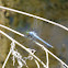 Eastern Pondhawk