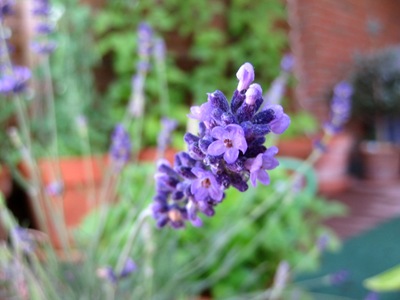 lavendel