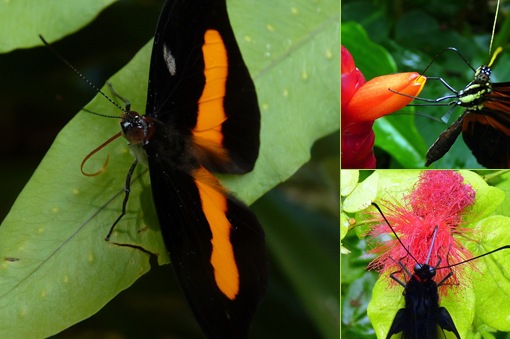 View Butterfly Proboscis