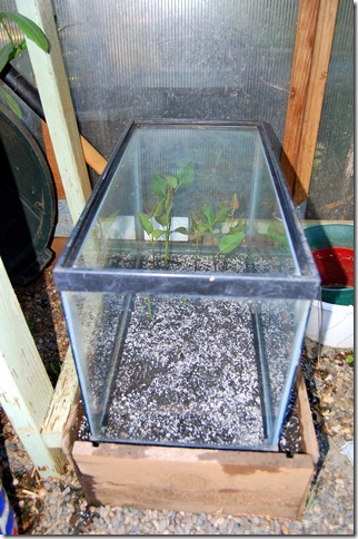 扦插在繁殖箱由木箱和玻璃鱼缸