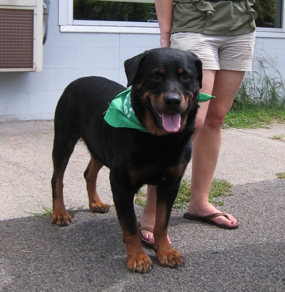 Rottie Empire Rescue's Vinnie