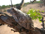 This was a really cool frog trying to camouflage himself on a tree. South Africa - 491.jpg