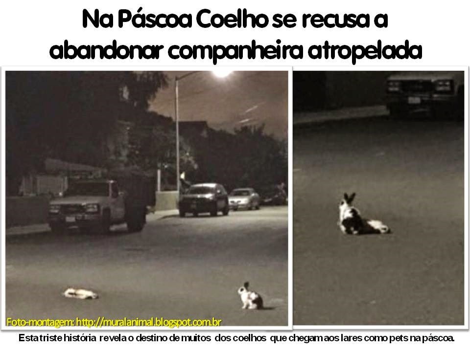 [Na%2520P%25C3%25A1scoa%2520Coelho%2520se%2520recusa%2520a%255B7%255D.jpg]