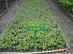 Coffee to be planted in the shade of reforested areas. Buy shade grown coffee! ECOAN nursery, Lake Pomacochas, Peru