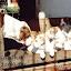 FilhotesFotosAntigas