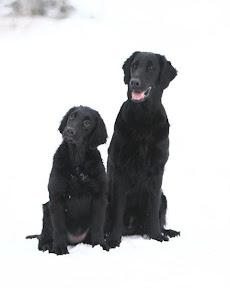 Halgjerd og Nenya, februar 2012
