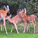 White-tailed Deer