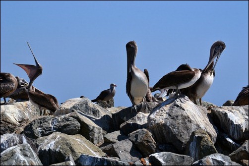 pelicans