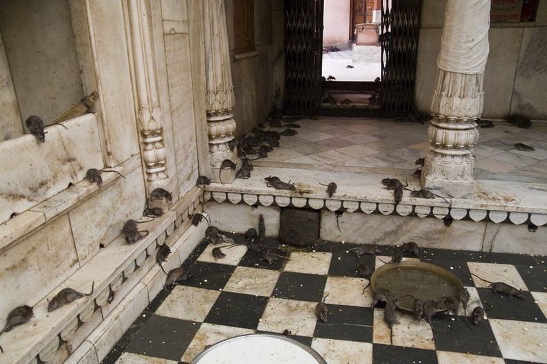 karni-mata-temple-6