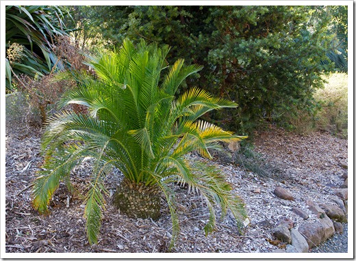 111228_UCBG_Macrozamia-moorei_02