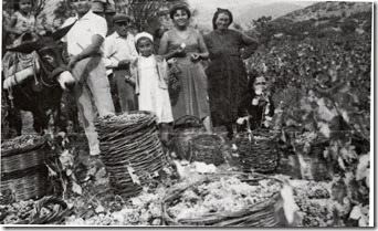 Τρύγοςστα  Παλιάμπελα  το 1958,εικονίζονται  οι οικογένειες Κοκκαλιά και Γεροδήμου και σε  πρώτο  πλάνο οι..γαλίκες με  τα λαχταριστά φρεσκοκομμένα  αμπελοστάφυλα