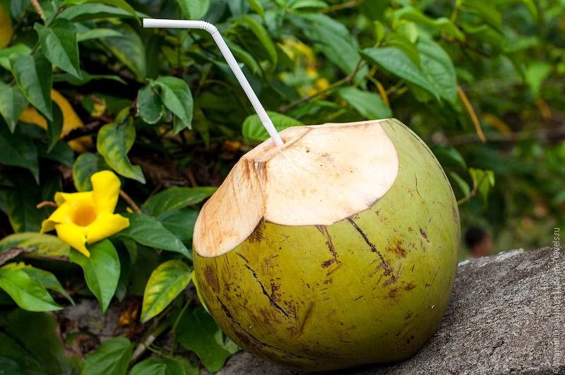Кокос (Cocos, coconut) Кокос (Cocos, coconut)