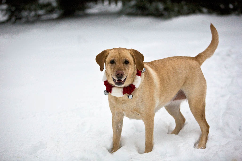 [Millie%2520Xmas%25202008%255B3%255D.jpg]